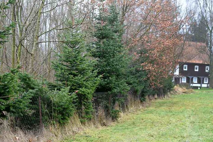 Zweimal vergingen sich Diebe schon an der Tannenreihe in Mittelherwigsdorf.