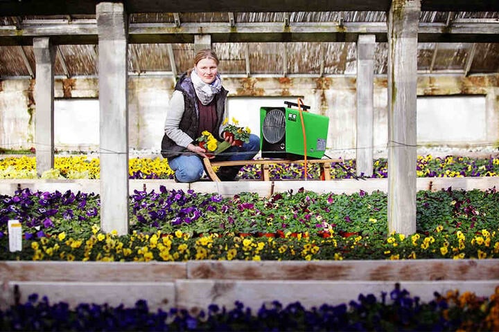 Marlen Müller vom Gartenbau Müller zeigt die Heizung im Gewächshaus bei den Stiefmütterchen, die keinen Frost vertragen.