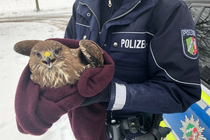 Der Bussard war unterernährt.