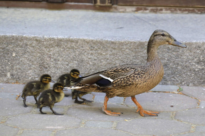 Als die Familie wieder vereint war, watschelten sie davon.