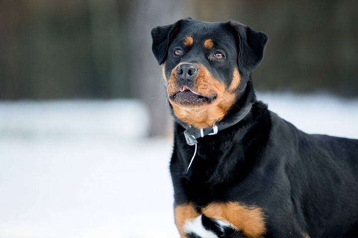 Der Rottweilermix (Symbolfoto) mischte die Berliner Straße auf.