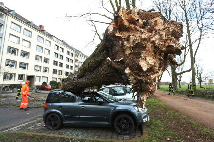 Ein umgestürzter Baum in Düsseldorf.