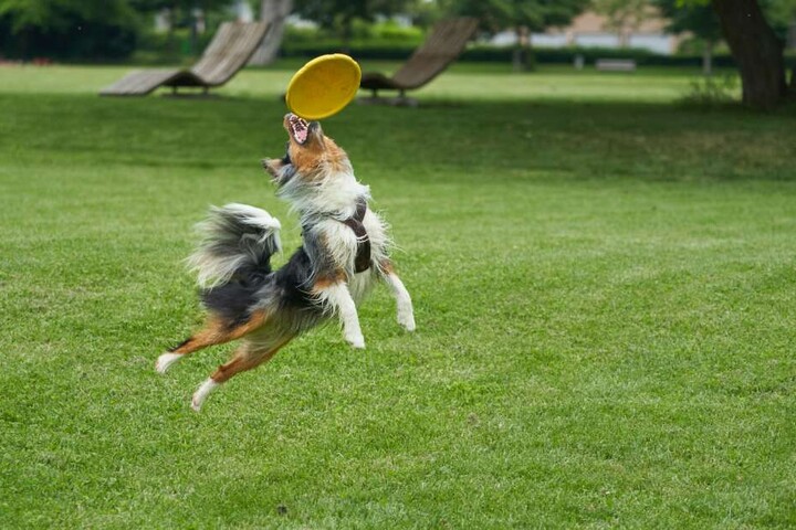 Am Geruch erkennt man giftiges Hundespielzeug aus Plastik.