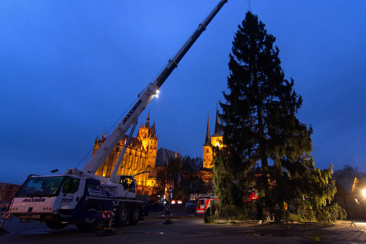 27 Meter hoch ist die Rotfichte und wurde mit einem 80-Tonnen-Kran in Erfurt aufgestellt.