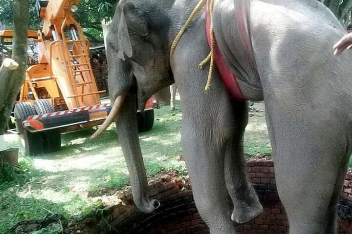 Rettung fast geglückt. Der Elefant wird mit einem Kran geborgen.