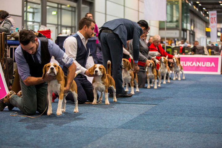 Beagle-Parade - auf der World Dog Show werden bei den 280 teilnehmenden Rassen die jeweils "Schönsten" gesucht.