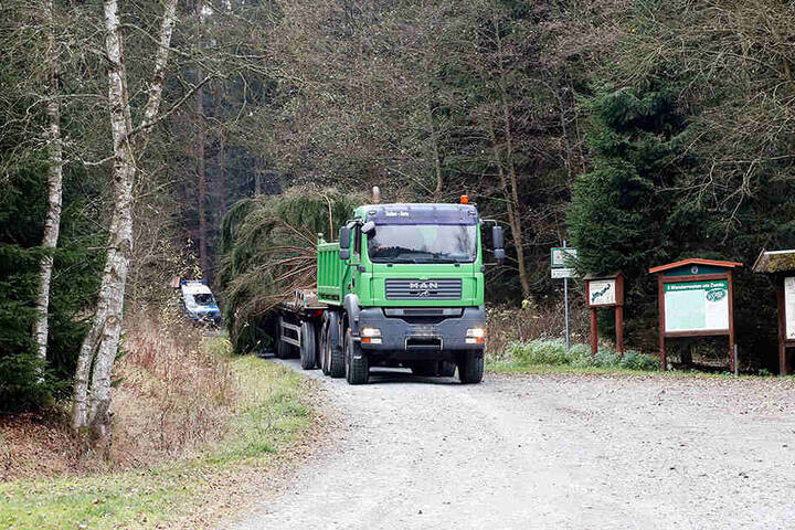 Spezialtransport: Mit einem Sattelschlepper wird der Weihnachtsbaum vom vogtländischen Sachsenforst-Revier Erlbach nach Chemnitz gebracht.