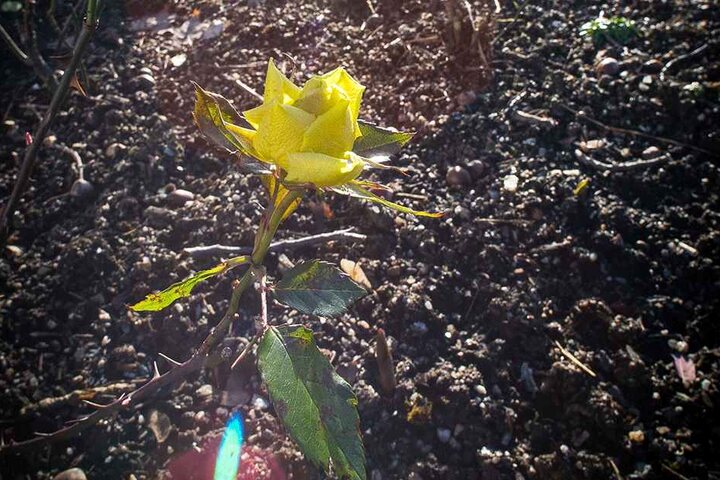 Im Stadtpark haben sich die letzten Rosenknospen geöffnet.