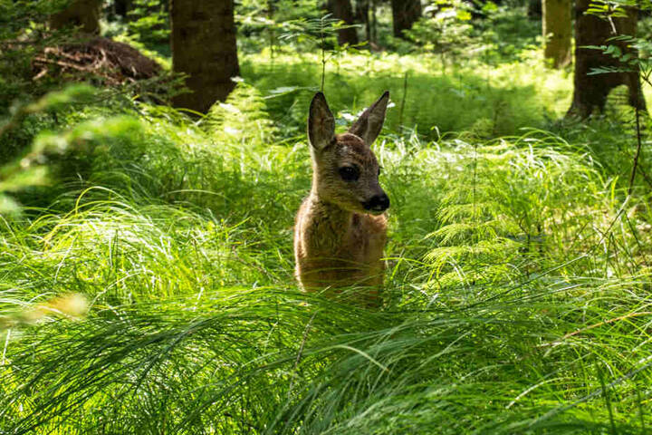 Durch das häufige Mähen sterben viele Rehkitze, die sich im hohen Gras verstecken und dort regungslos verharren.