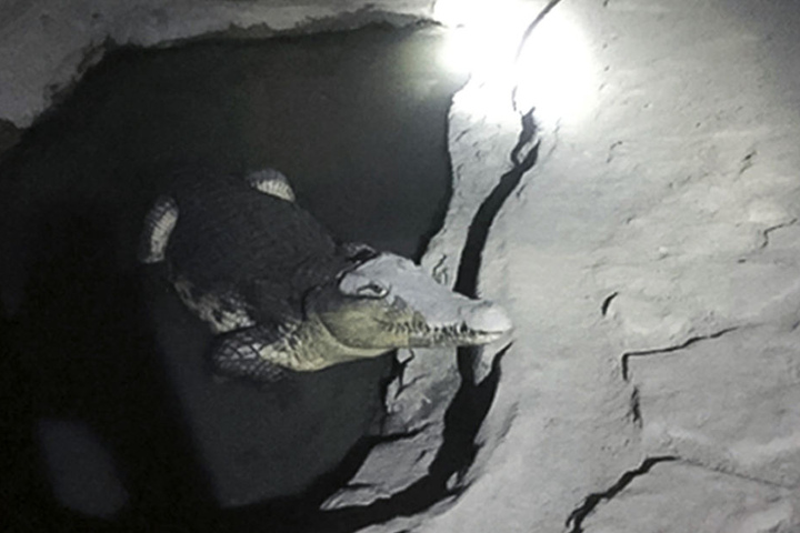 Das Reptil soll bereits über 10 Jahre dort leben.