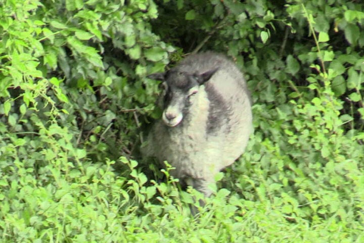 Das mysteriöse Schaf blieb aber spurlos verschwunden.