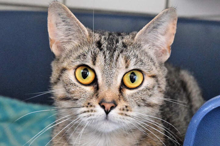 Klara ist etwa 1,5 Jahre alt und kam als Fundkatze ins Tierheim.