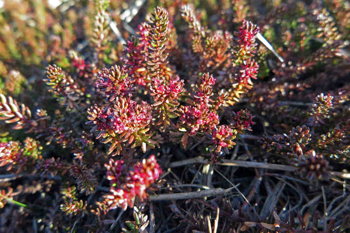 Die blühenden Krähenbeeren auf Sylt könnten schon bald Geschichte sein.