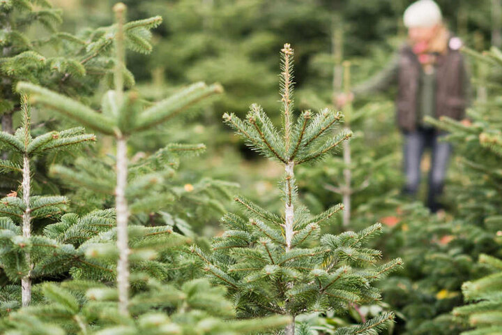 Die sommerliche Dürre wird sich nicht auf die Christbaumpracht auswirken. (Symbolbild)