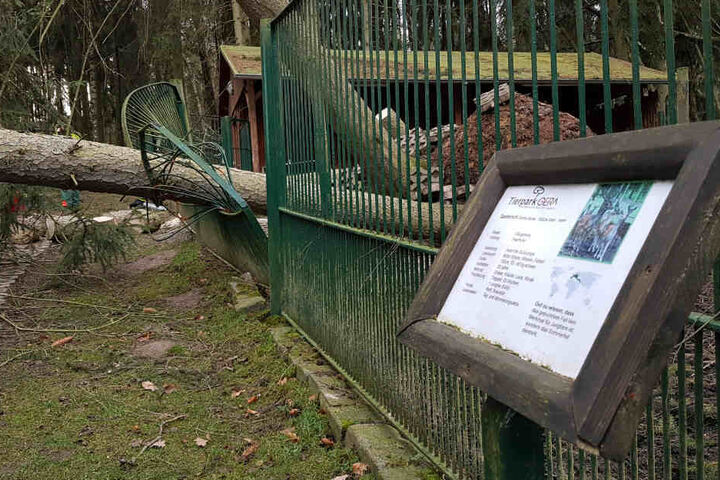 In Gera nutzten zwei Silberfuchsdamen die Gunst der Stunde und flüchteten.