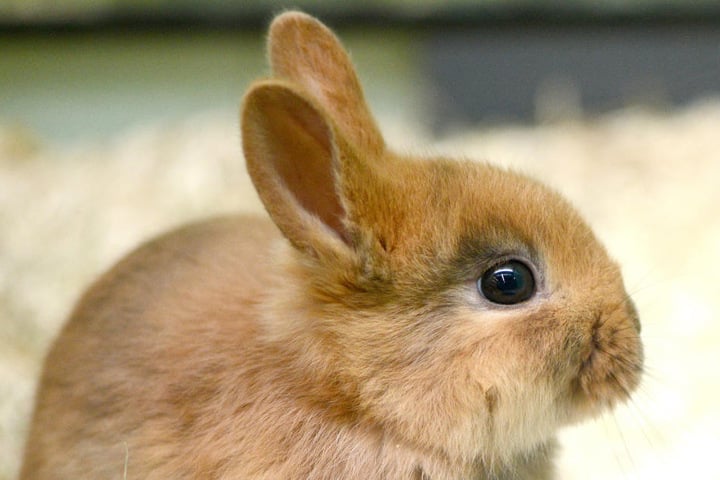 Auch Kaninchen zeigt die Kleintierschau in Möhringen.