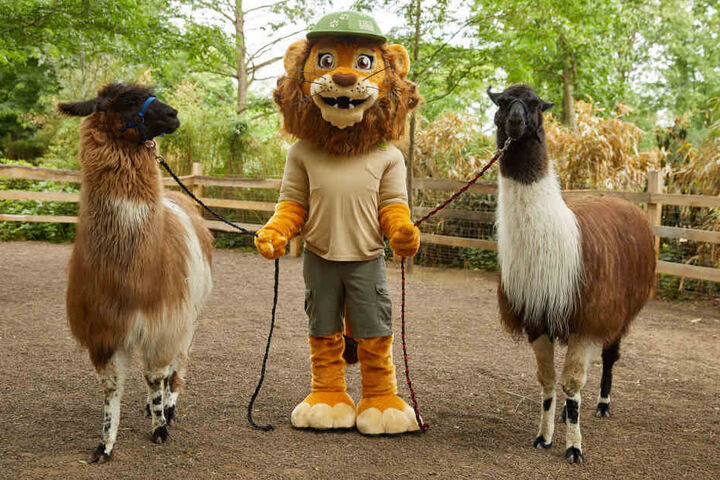 Tammi und die Lamas sind auch beim Nikolaustag dabei.