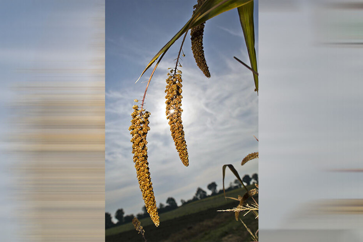 Hirse könnte für Sachsens Bauern im Klimawandel zur Alternative werden. Das Getreide kommt mit Trockenheit besser zurecht als etwa Weizen.