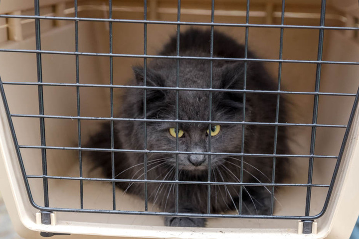 Die Angst ist ihr noch ins Gesicht geschrieben: Diese Katze wurde vor dem Flammentod gerettet.