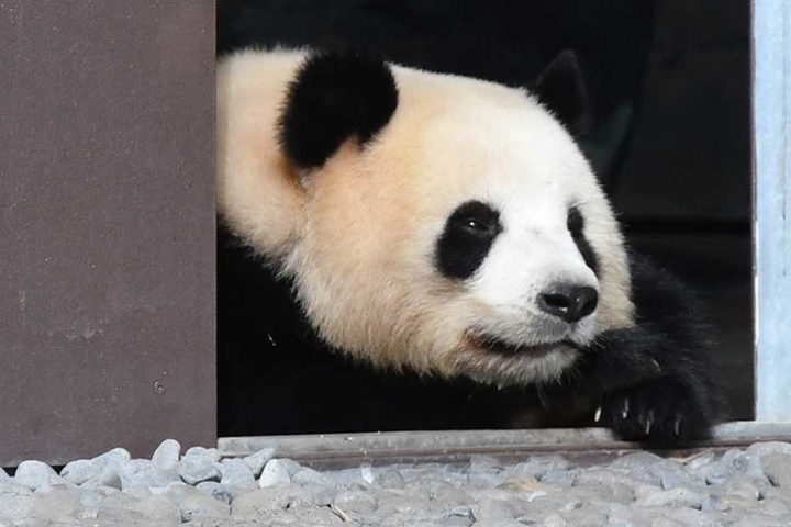 Panda-Dame Meng Meng liegt im Zoo im Eingang zu ihrem Außengehege.