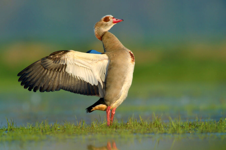 Eigentlich gehört die afrikanische Nilgans nicht zur einheimischen Tierwelt.