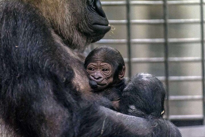Völlig überraschend kam das kleine Affen-Baby am Mittwoch zur Welt.
