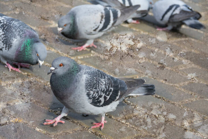 Taubenkot schadet der Bausubstanz, der Einsatz von seinen Wüstenbussarden und Falken ist eine der Maßnahmen des Domkapitels zur Taubenvergrämung. (Symbolbild)