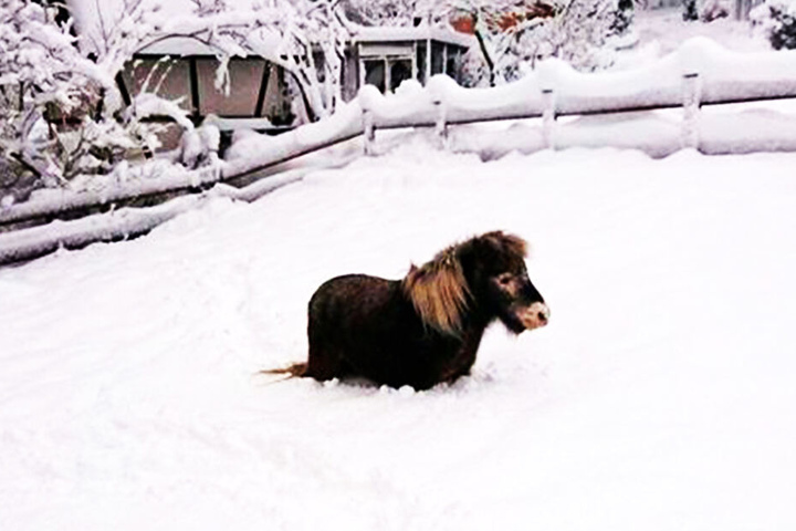 Mini-Shetlandponys freuen sich über Schnee: Sie werfen sich rein und wälzen sich darin.