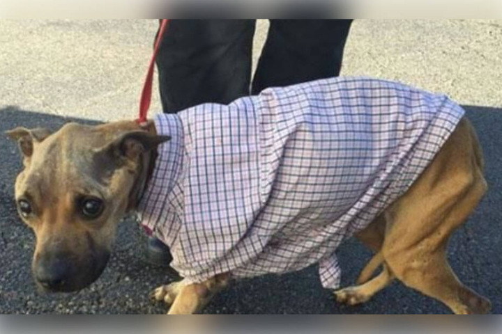 Der Pitbull-Mischling war nur notdürftig mit einem Hemd bekleidet.