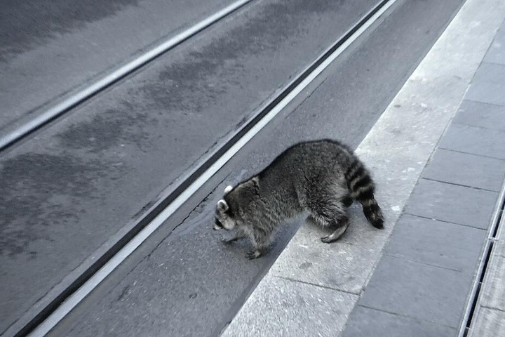 Betrunken war der Waschbär auch über die Schienen der Straßenbahn getorkelt.
