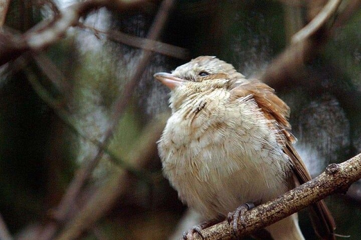 Die Wildpferde verhindern die Verbuschung der Bergbaulandschaft. Dadurch können sich viele selten gewordene Vögel (hier: "Neuntöter") wieder in dem Gebiet ansiedeln.