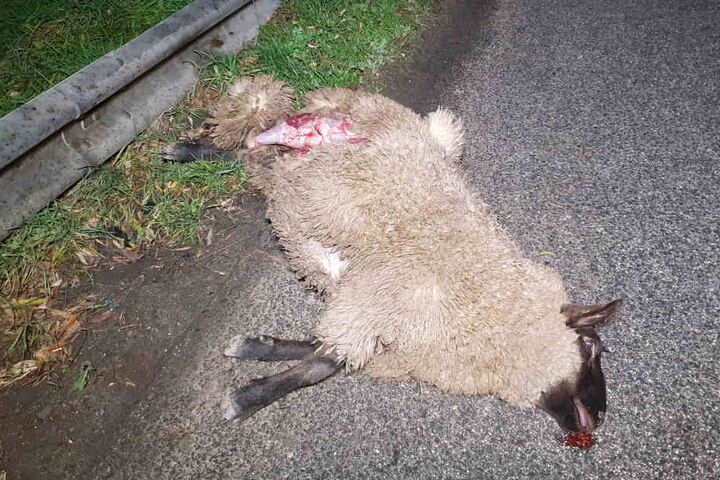 Insgesamt vier Tiere kamen bei dem Unfall ums Leben.