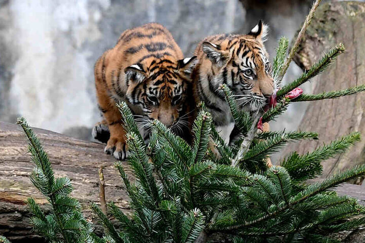 Die jungen Sumatra-Tiger spielen mit einem Tannenbaum.