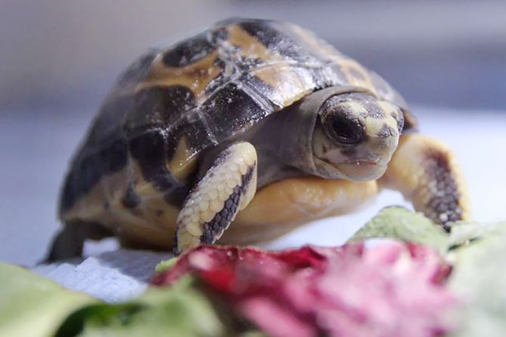 Eine Madagassische Spinnenschildkröte ist in der Silvesternacht im Zoo Hannover geschlüpft.
