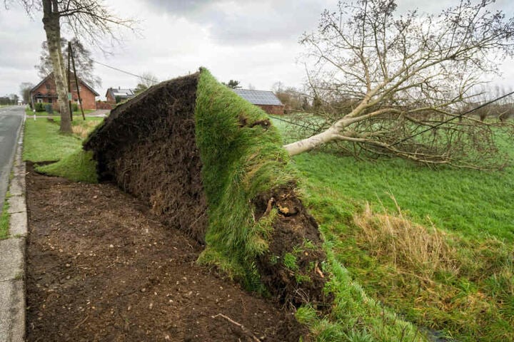 Zahlreiche Bäume wurden schon entwurzelt.
