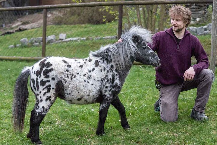 Mini-Appaloosa-Stute Anielka wäre wohl etwas zu klein für Pippi Langstrumpf gewesen, ist aber im Zoo der Minis genau richtig.