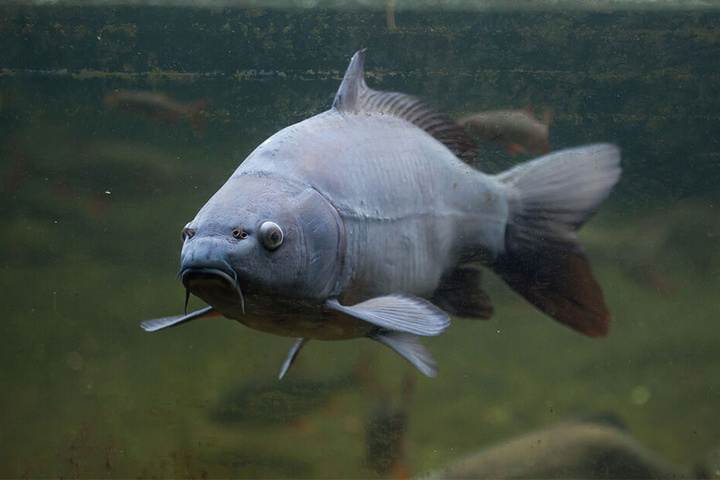 Prächtige Spiegelkarpfen (F.), Hechte und Zander leben in der Talsperre.