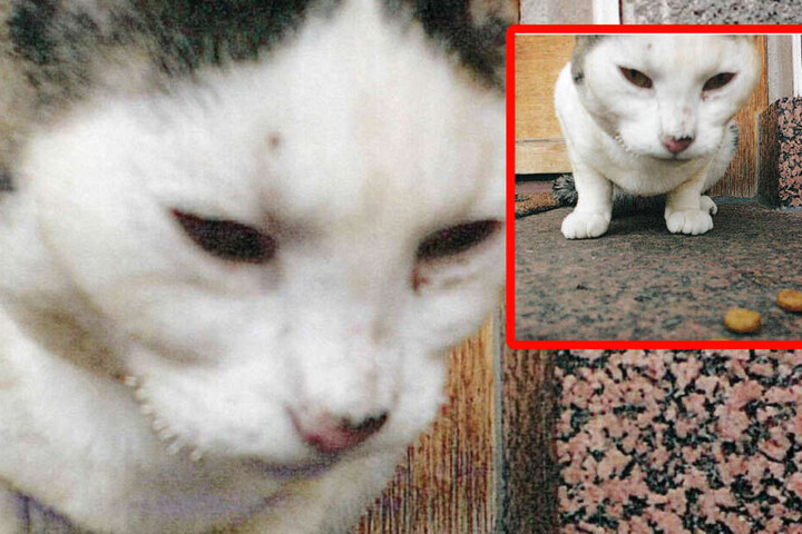 Mit diesen beiden Bildern der verletzten Katze sucht die Polizei nach dem Besitzer und nach dem Tier.