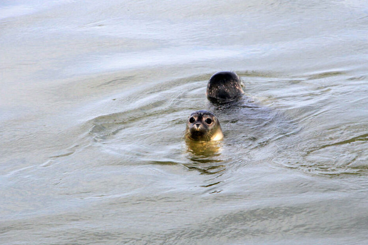 Die neue Heimat des Seehund-Nachwuchses ist die Nordsee.