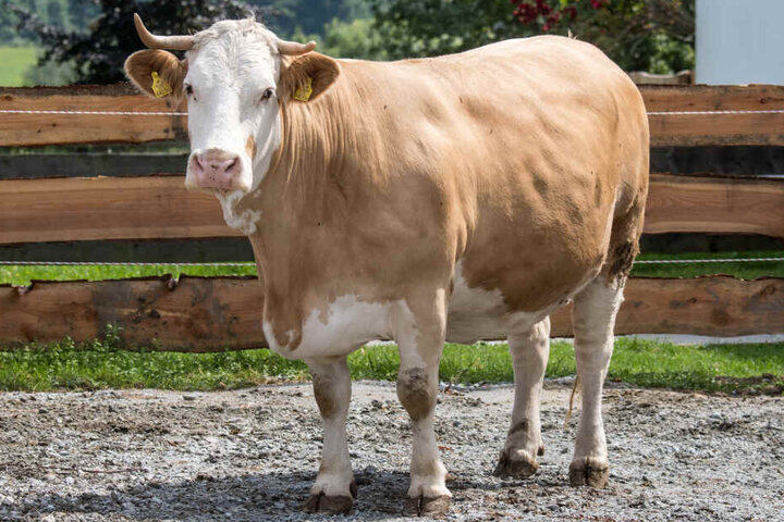Kuh Yvonne steht im Gnadenhof Gut Aiderbichl in Deggendorf (Bayern).