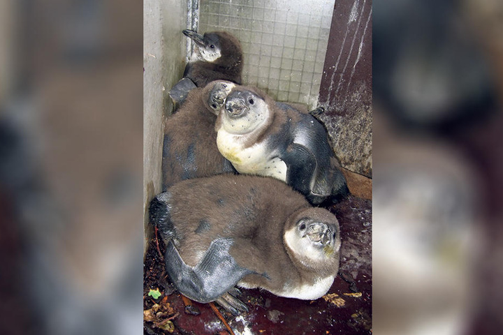 Die „Neuen“ für Limbach-Oberfrohna, kurz nachdem sie im Dortmunder Zoo
geschlüpft sind.