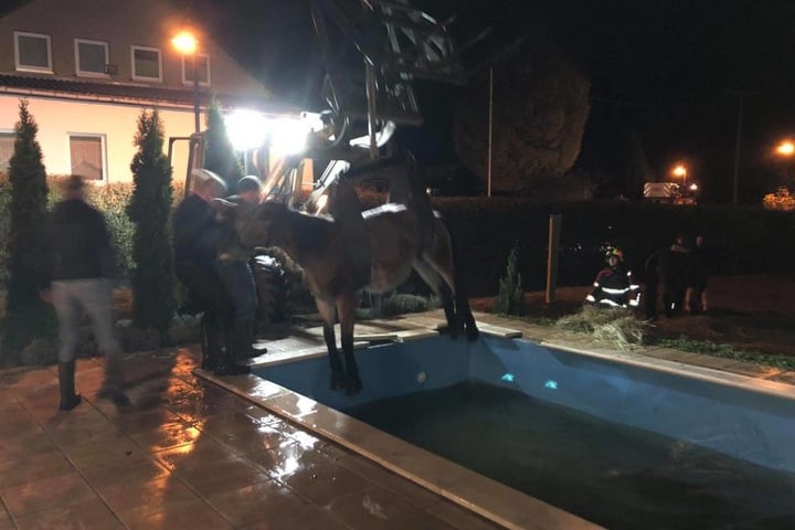 Mit einem Radlader wurde das Pferd aus dem Pool geholt.