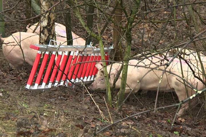 Einige Schweine flüchteten aus dem kaputten Schweine-Transporter.