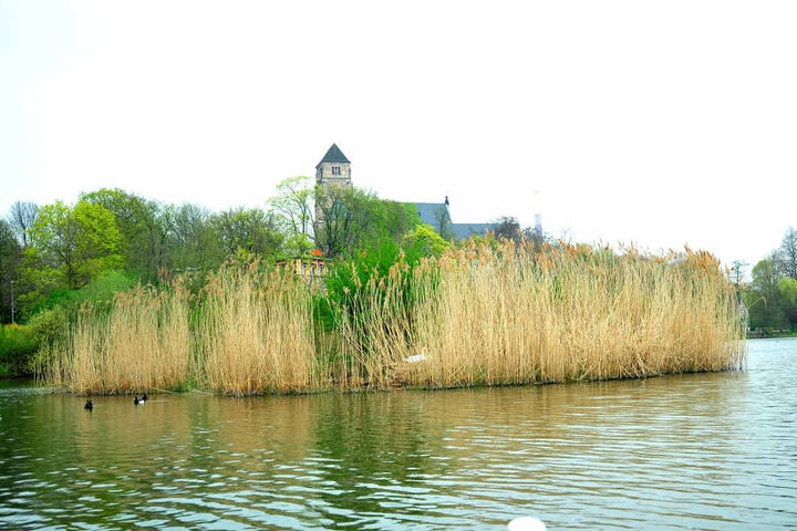 Die Schwäne am Schlossteich brüten gut versteckt auf der Schlossteichinsel.