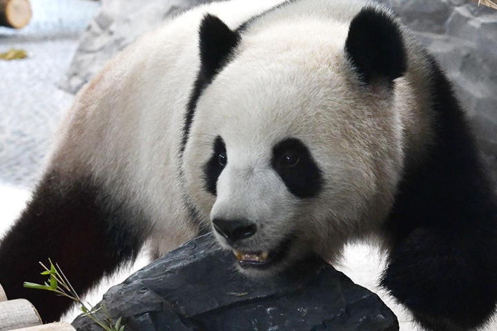 Meng Meng läuft auffällig oft rückwärts in ihrem Gehege. Sie soll damit ausdrücken, dass die Panda-Dame etwas nicht mag.