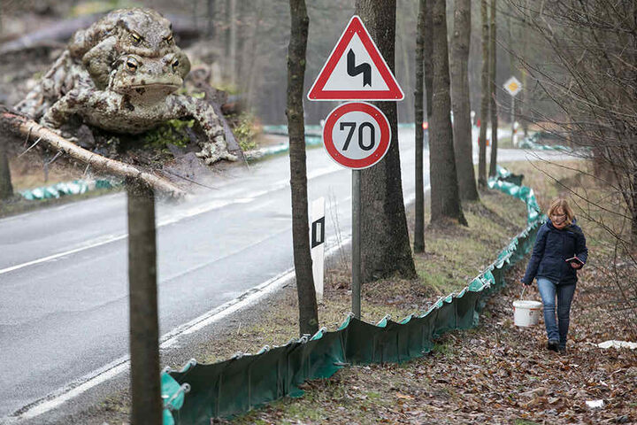 Der Amphibienzaun
wird von
der Stadt Dresden
aufgebaut
und schützt
Kröten und Co.
vorm Tod auf
der Straße.