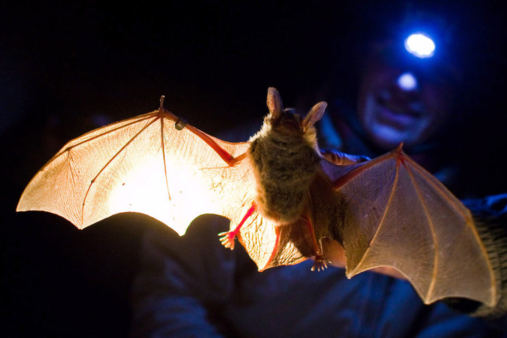 Experten untersuchen eine Fledermaus. (Symbolbild)