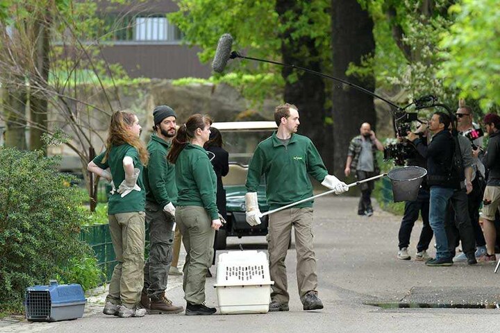 D: Gedreht wurde Mittwoch der abenteuerliche Besuch der Tierärztin Dr. Mertens im Dresdner Zoo, bei dem die Ereignisse sich nur so überschlugen.