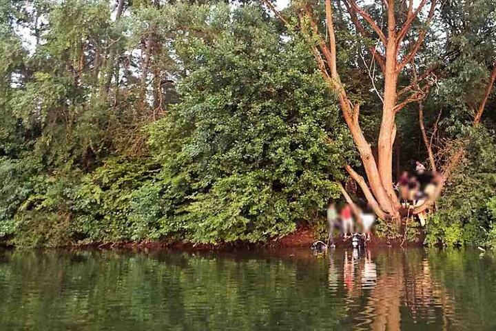 Von diesem Baum war der Soldat ins Wasser gesprungen.