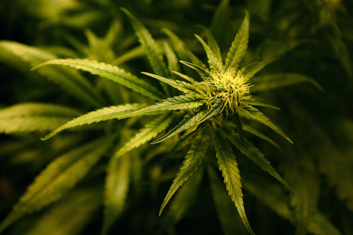 Die CDU lehnt eine Legalisierung von Cannabis bislang strikt ab.